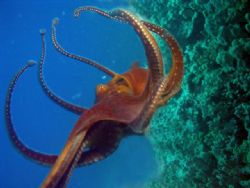 red octopus in Kona,Hawaii
taken with Olympus SP 350, Ik... by Joel Sarver 